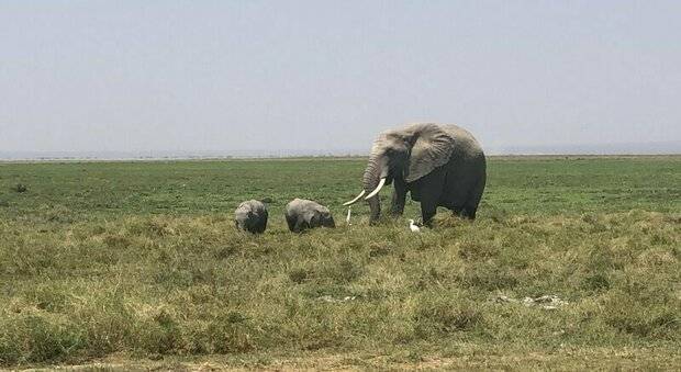  Elefantes en Kenia 