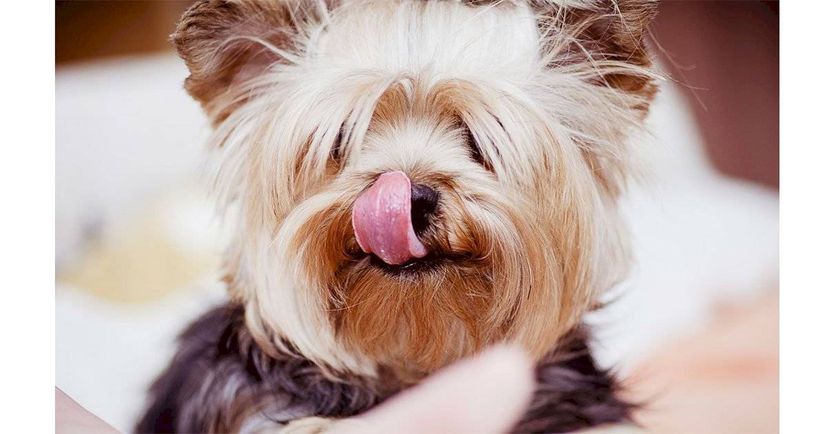 fruta para cão