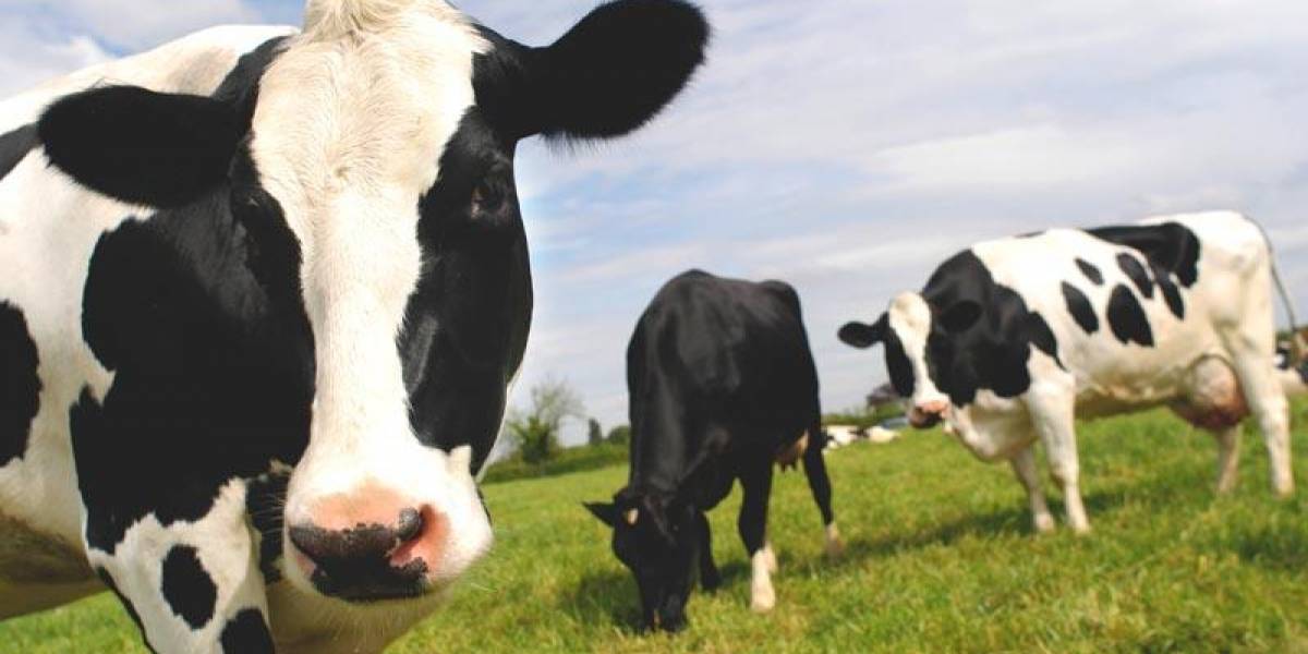 Estudio afirma que consumir leche de vaca es mejor para el medio ambiente que tomar leche de soja
