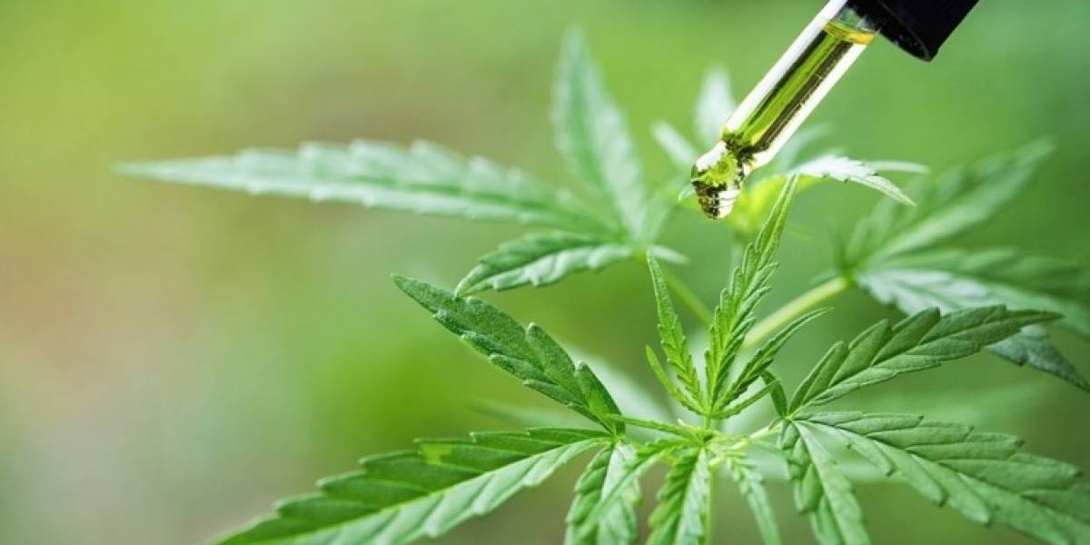 El cannabidiol aumenta el flujo sanguíneo en las regiones del cerebro encargadas de dos importantes funciones