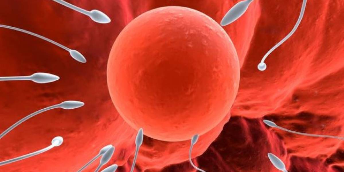 Genética: El cuerpo de la mujer puede filtrar espermatozoides “no deseados”… ¿para qué?