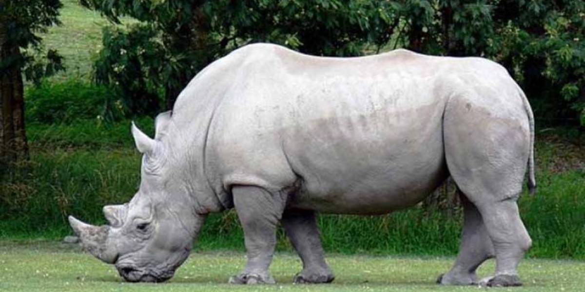 La esperanza de salvar al rinoceronte blanco recae sobre los últimos 10 óvulos extraídos las dos únicas hembras