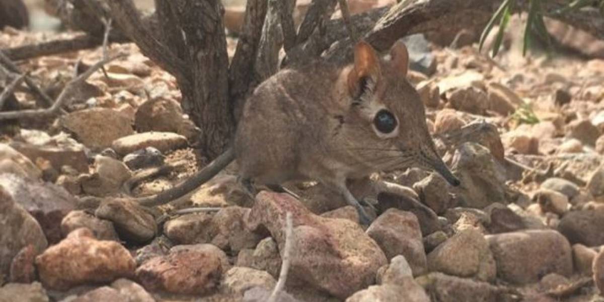 Especie que se pensaba potencialmente extinta apareció 50 años después