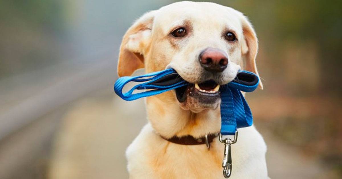 passear com cachorro