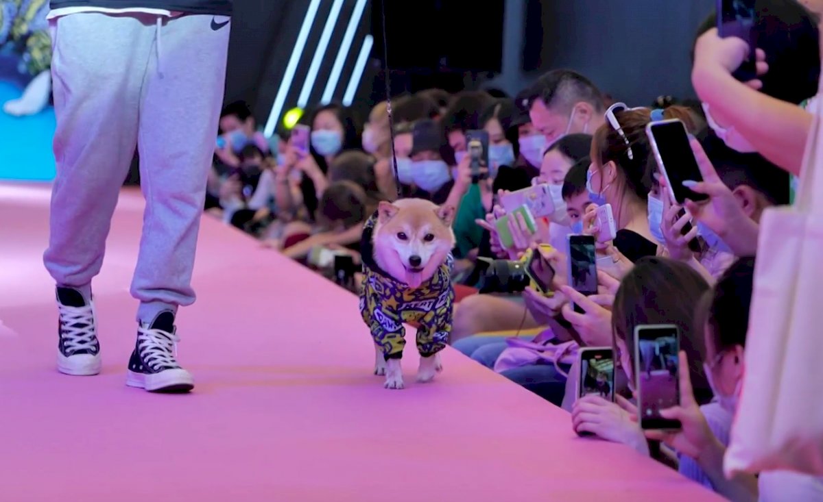 Comienza la feria de mascotas en Shanghái con algunas restricciones por el Covid-19