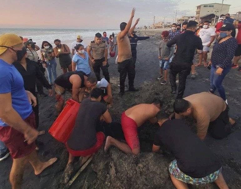 Rescate del delfín