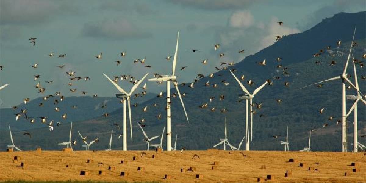La simple acción que redujo más del 50% las muertes de aves en un parque eólico de Noruega