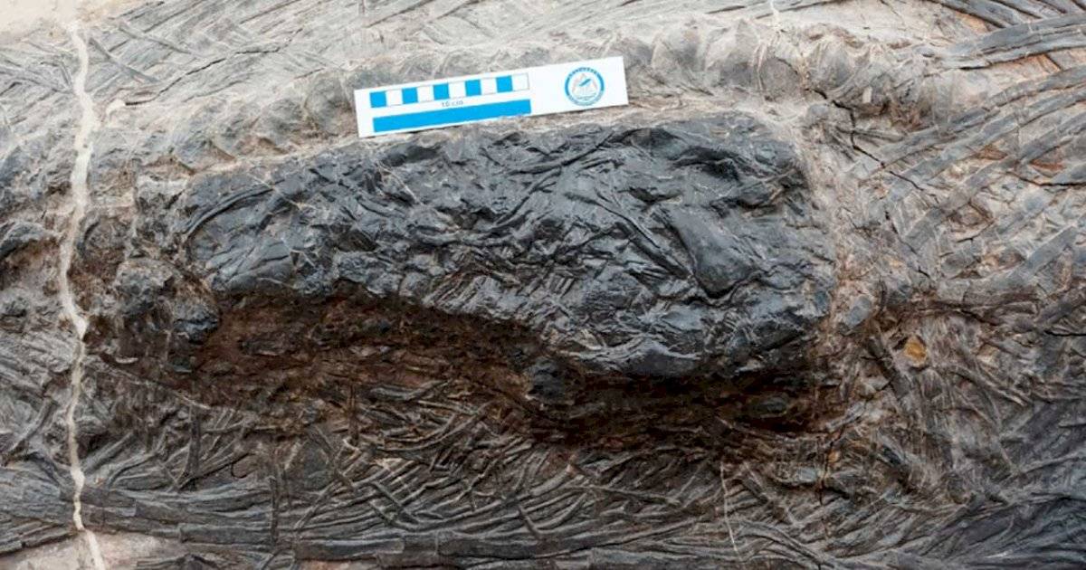ictiosaurio estómago