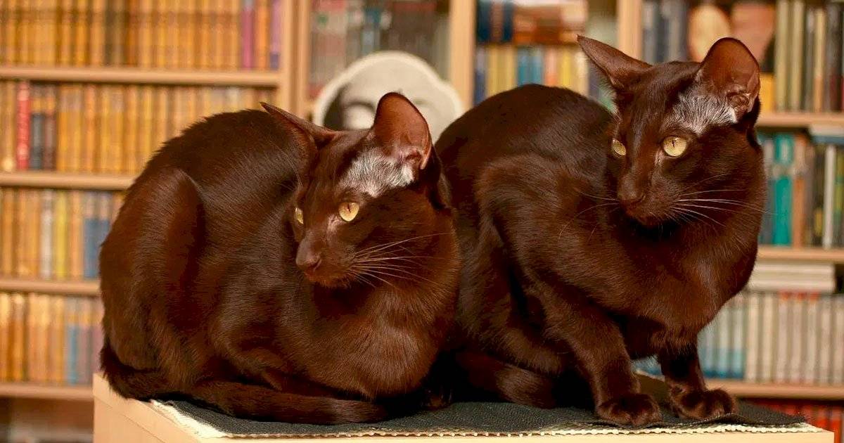 Gato oriental havana
