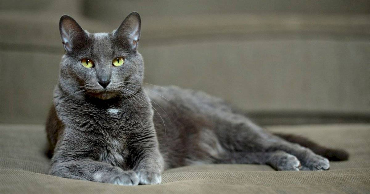 Gato Korat