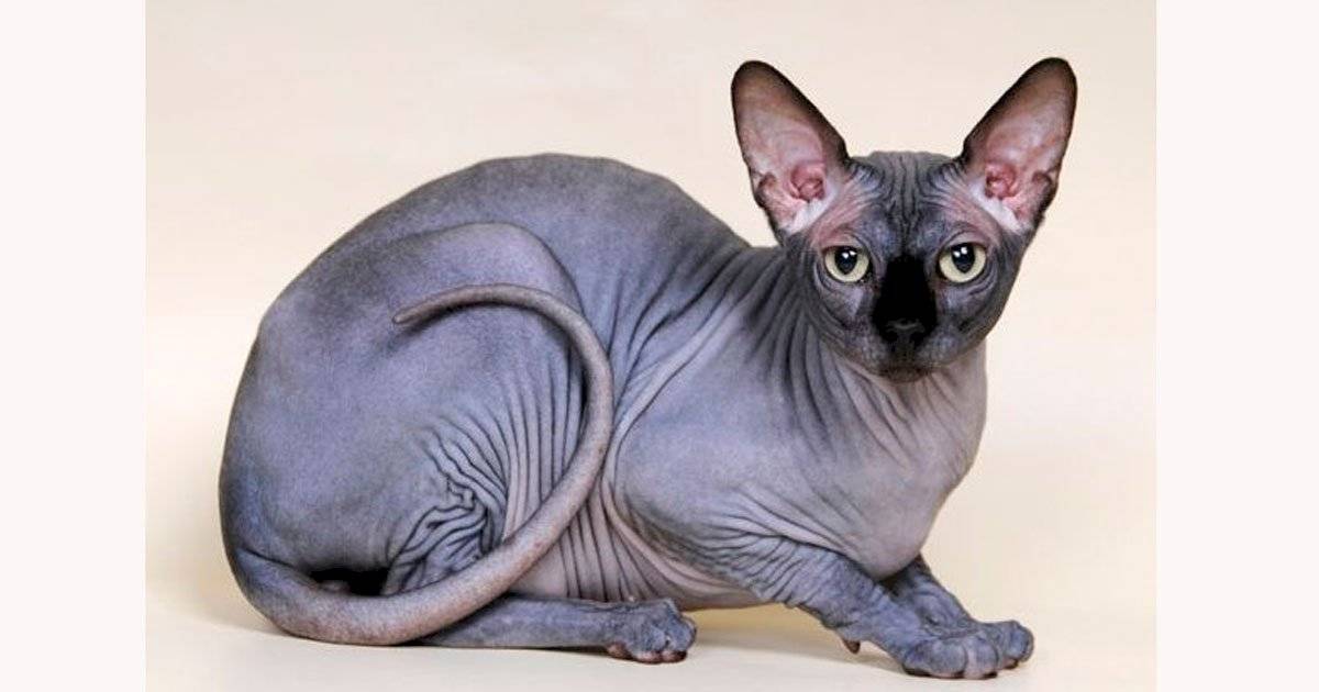 Gato Minskin
