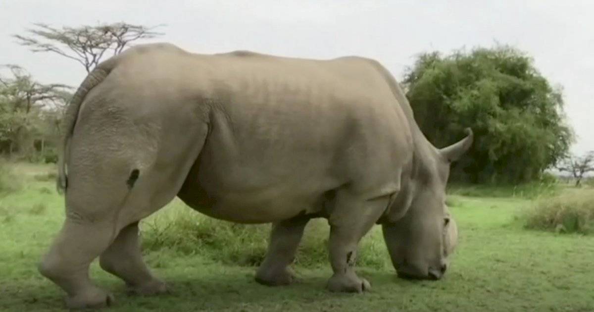 Rinocerontes in vitro en Alemania, una alternativa para salvar especie