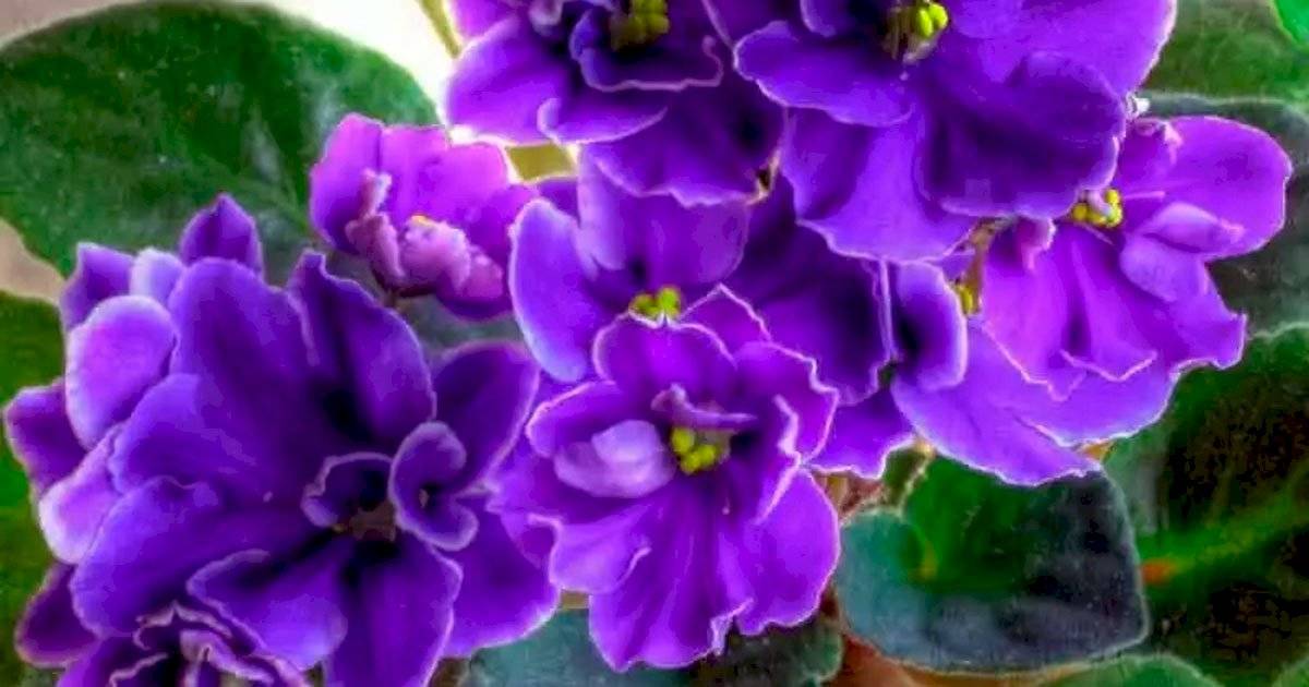 Violeta