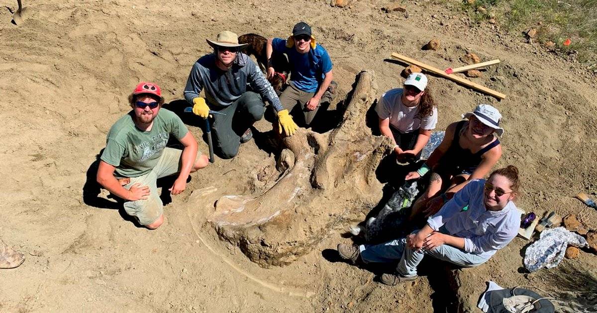fóssil triceratops