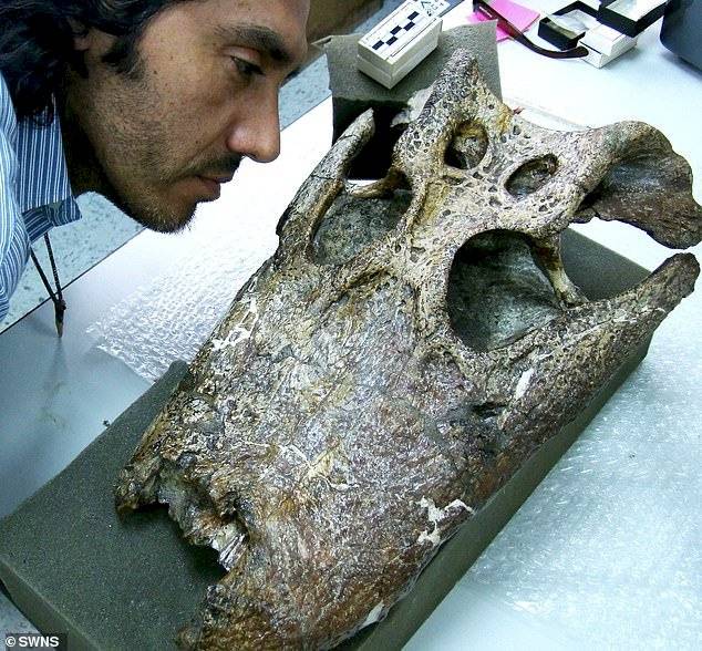 fossil