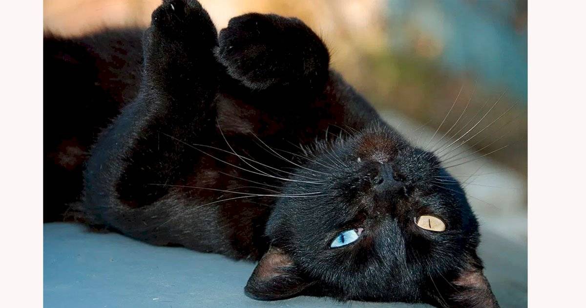 gato preto