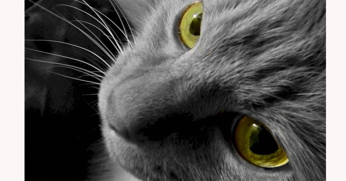 gato cinza
