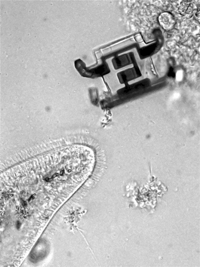 Robots Microscópicos