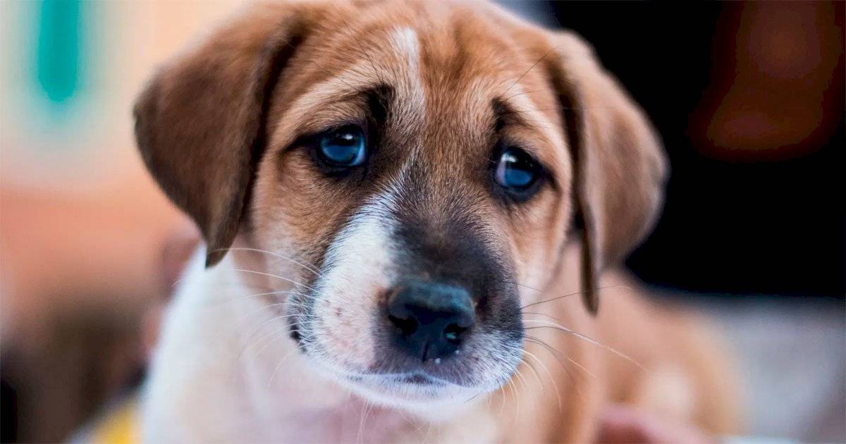 cão olho inchado