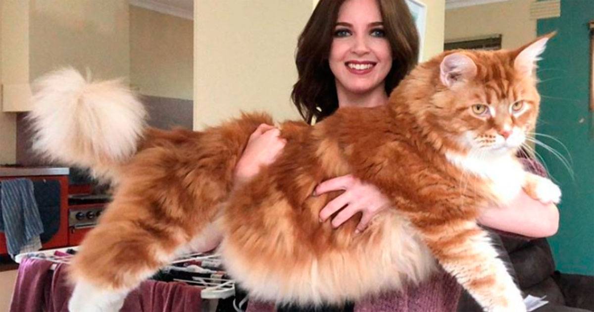 maine coon