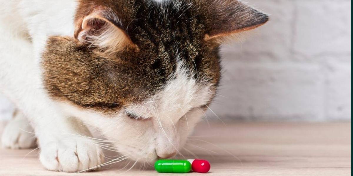 Coronavirus: medicina para gatos resulta ser efectiva para combatir al COVID-19 en humanos