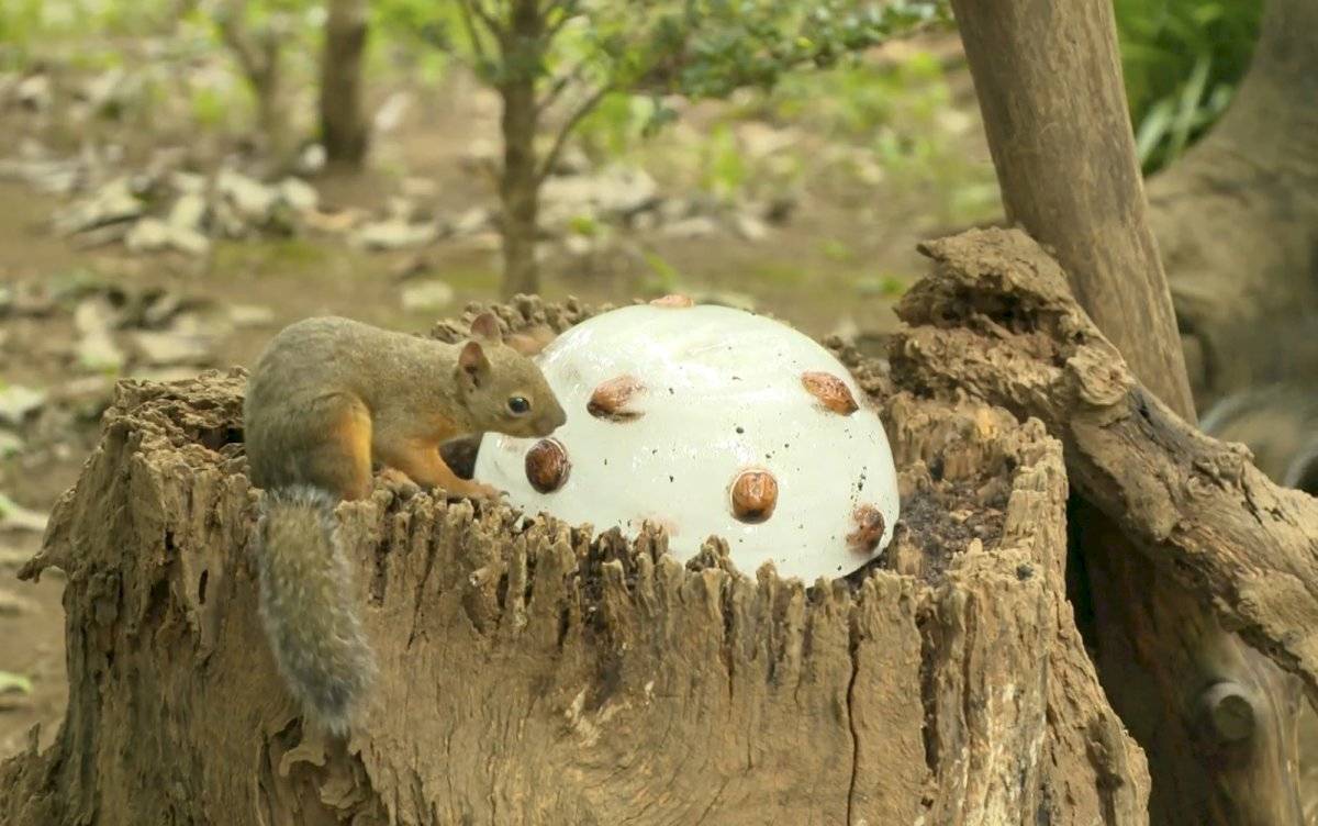 Las ardillas de Tokio se refrescan con nueces metidas en hielo