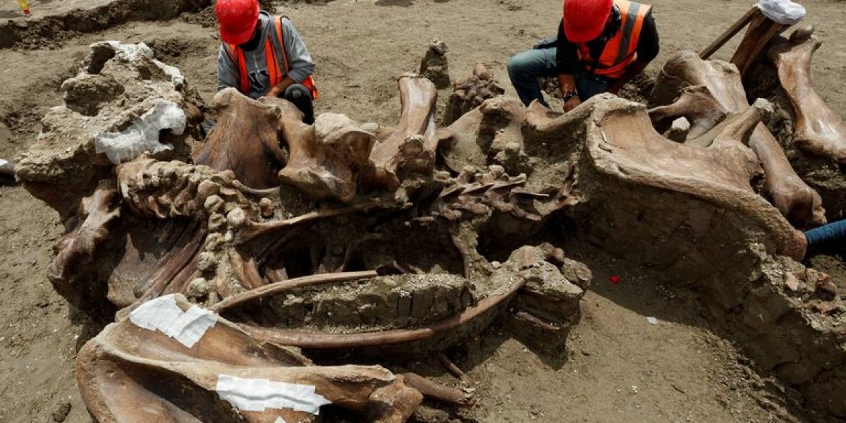 México: aeropuerto de Santa Lucía tiene más de 8 mil huesos de mamuts y otras especies