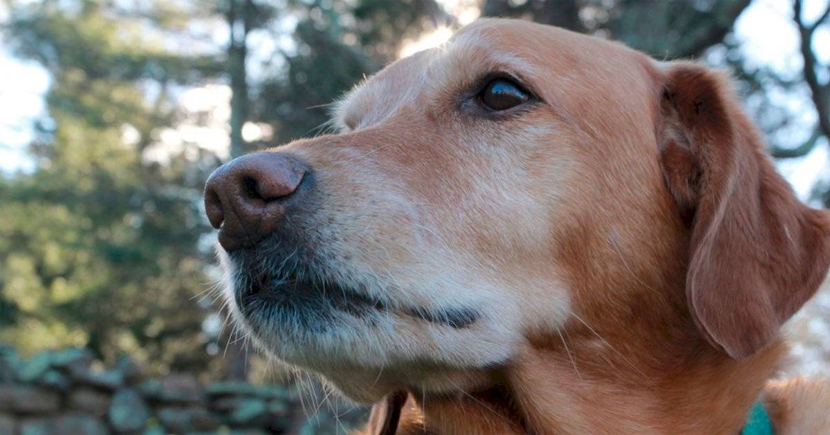 cão idoso