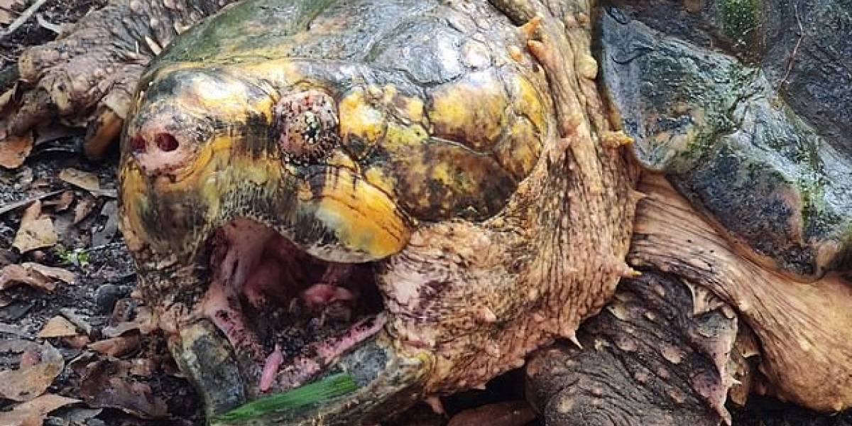 Conoce a la tortuga gigante capturada en Florida: pesa más de 45 kilos