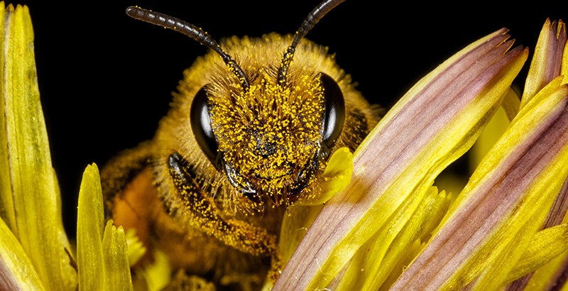  El veneno de la abeja melífera puede usar para tratar algún tipo de cáncer de mama.
