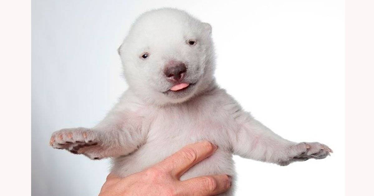 Urso polar