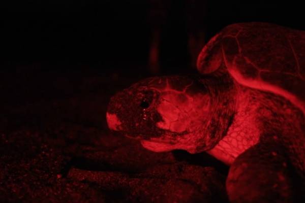 tortugas panamá