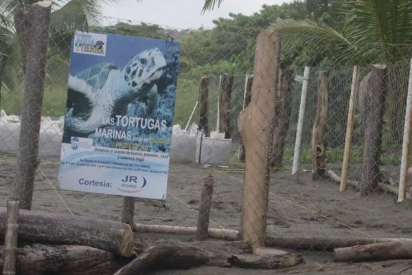 tortugas panamá