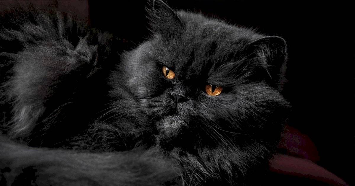 gato persa