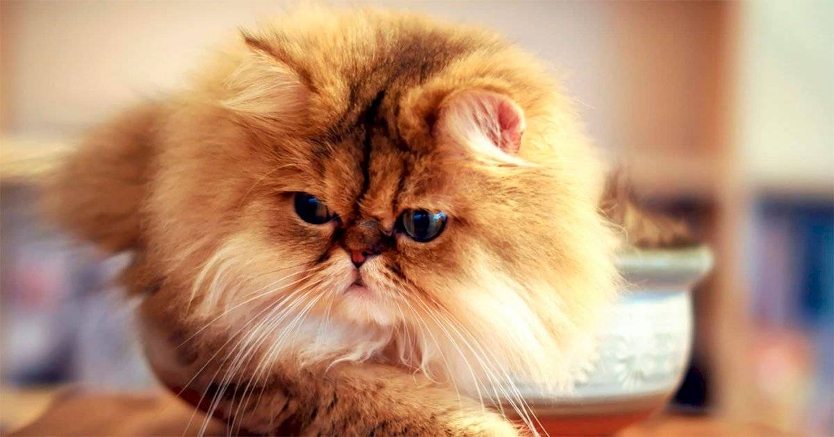 gato persa