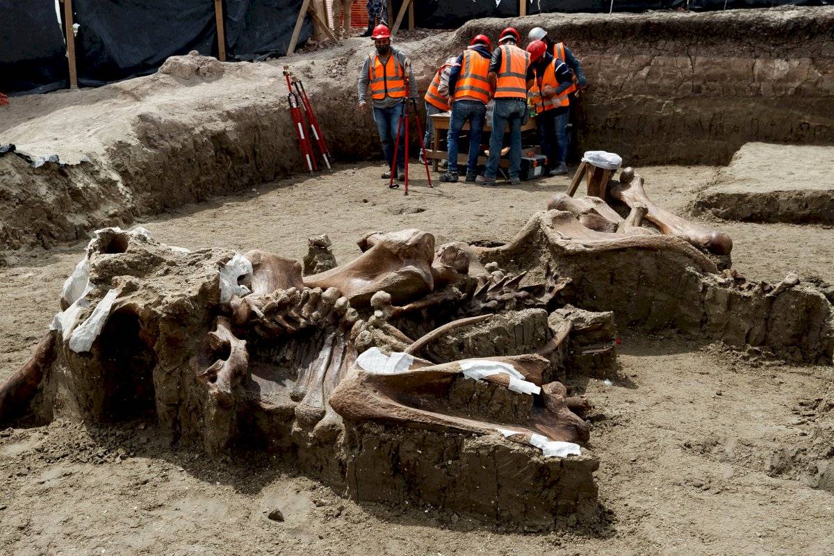 Encuentran más esqueletos de mamut