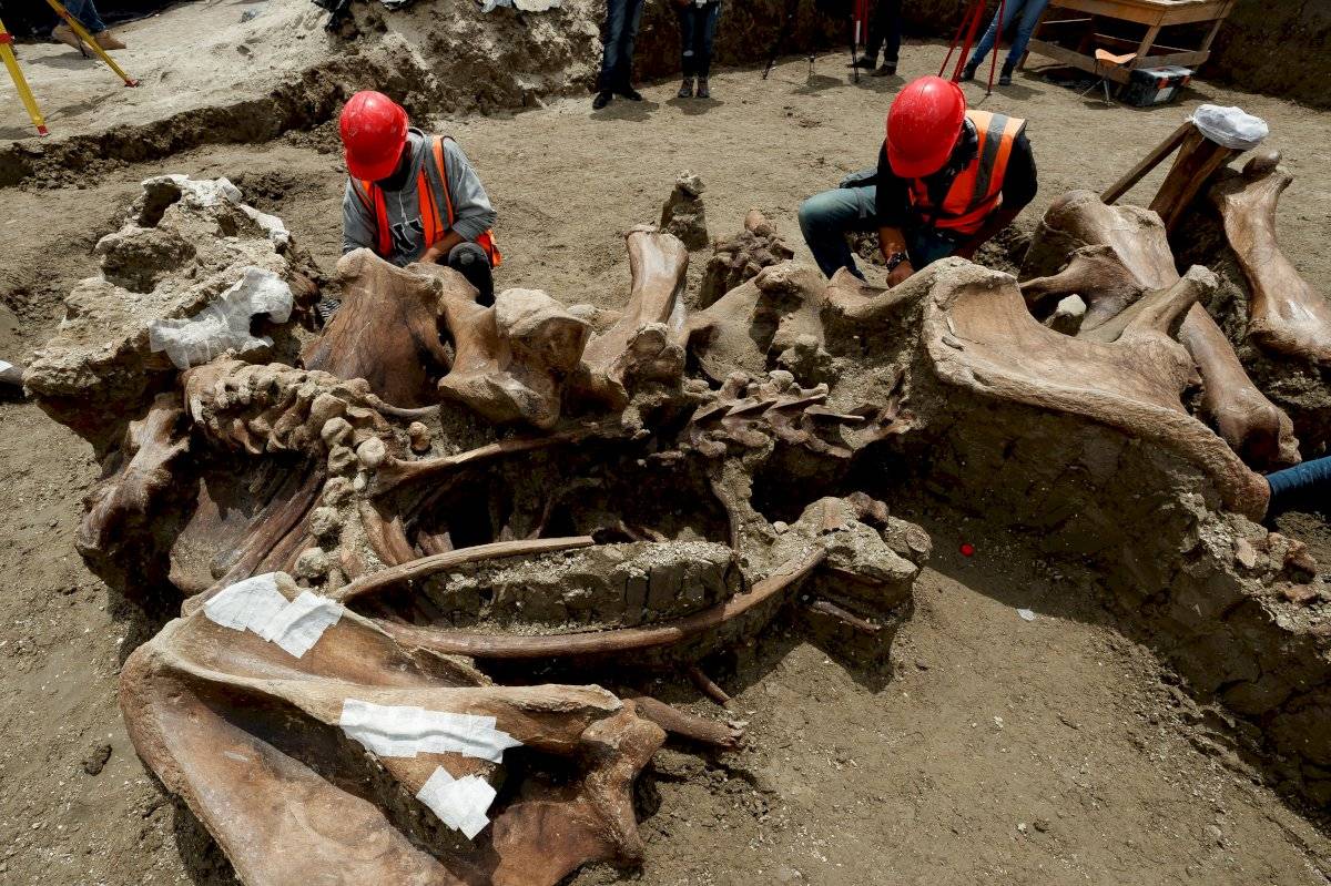 Encuentran más esqueletos de mamut