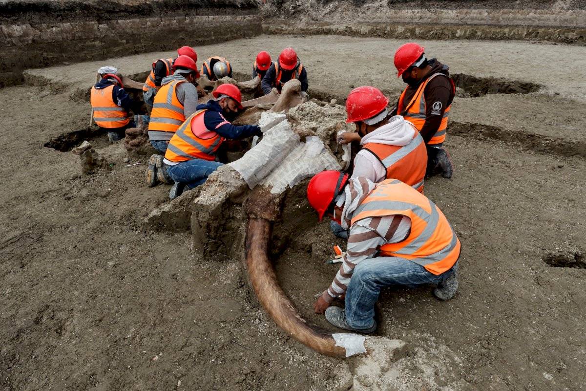 Encuentran más esqueletos de mamut