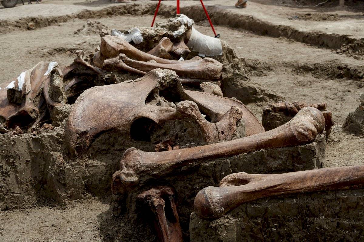 Encuentran más esqueletos de mamut