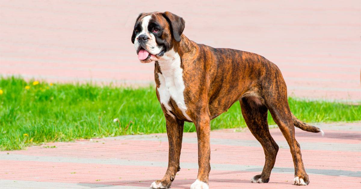 Boxer