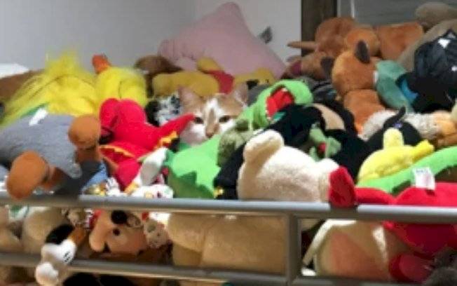 Desafio! Você é capaz de encontrar o gato nessas três imagens?