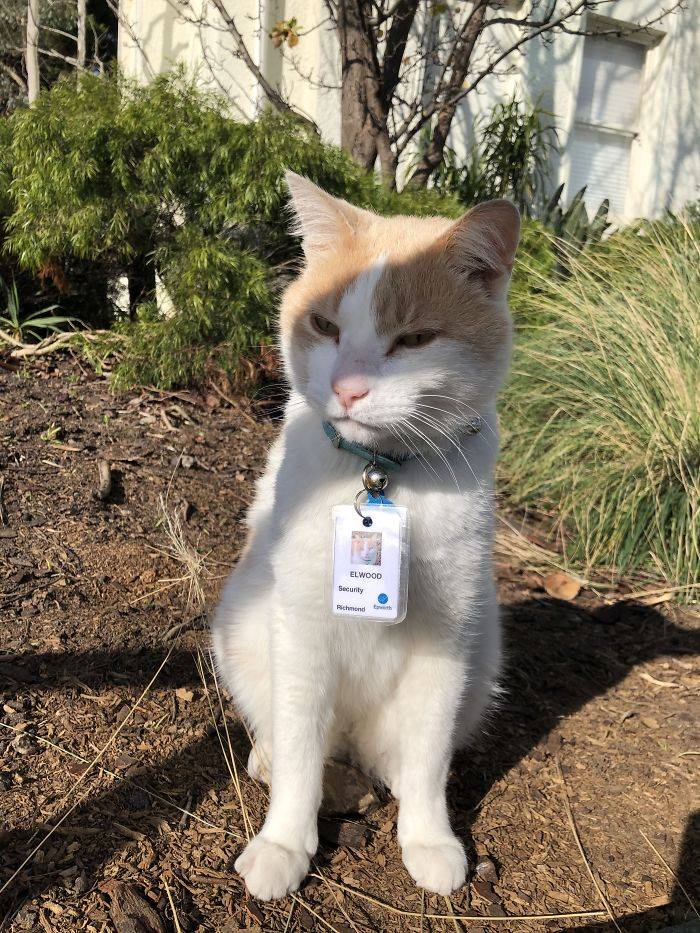 Momento fofura! Gatinho é ‘contratado’ como segurança, após visitar hospital por meses Momento fofura! Gatinho é ‘contratado’ como segurança, após visitar hospital por meses