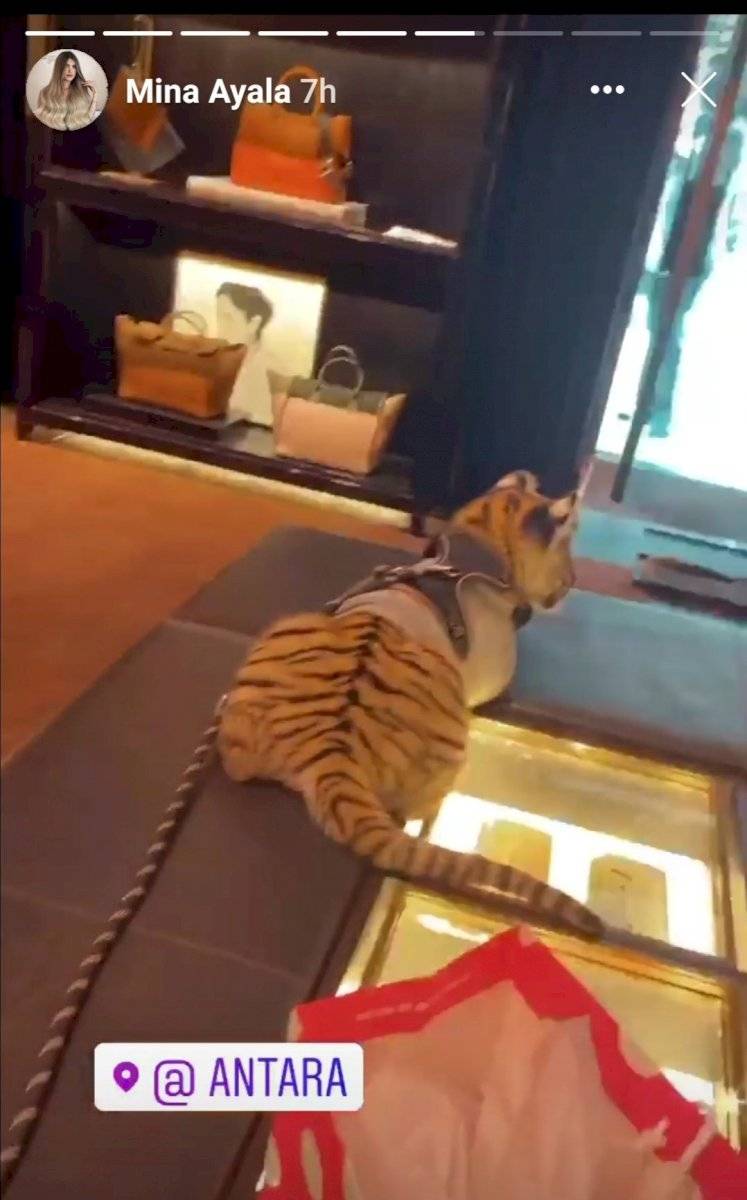 Tigre de Bengala