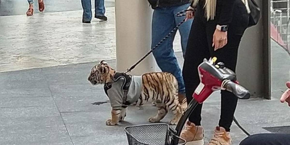 Mina Ayala y su tigre: ¿en México se puede tener un animal exótico como mascota? Te explicamos todo