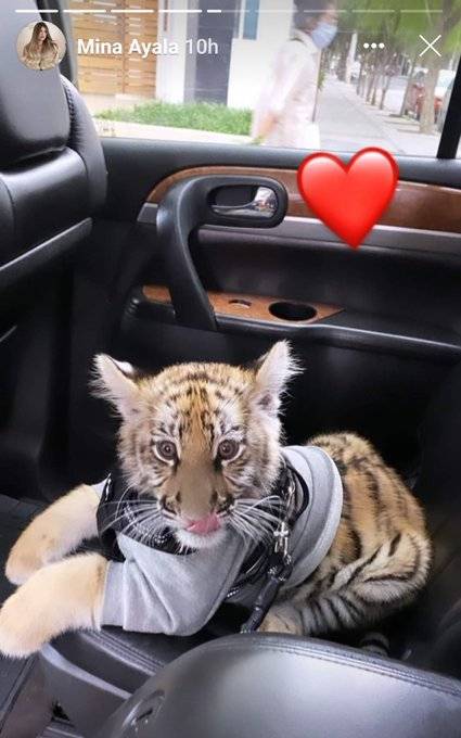  El tigre Milka . 