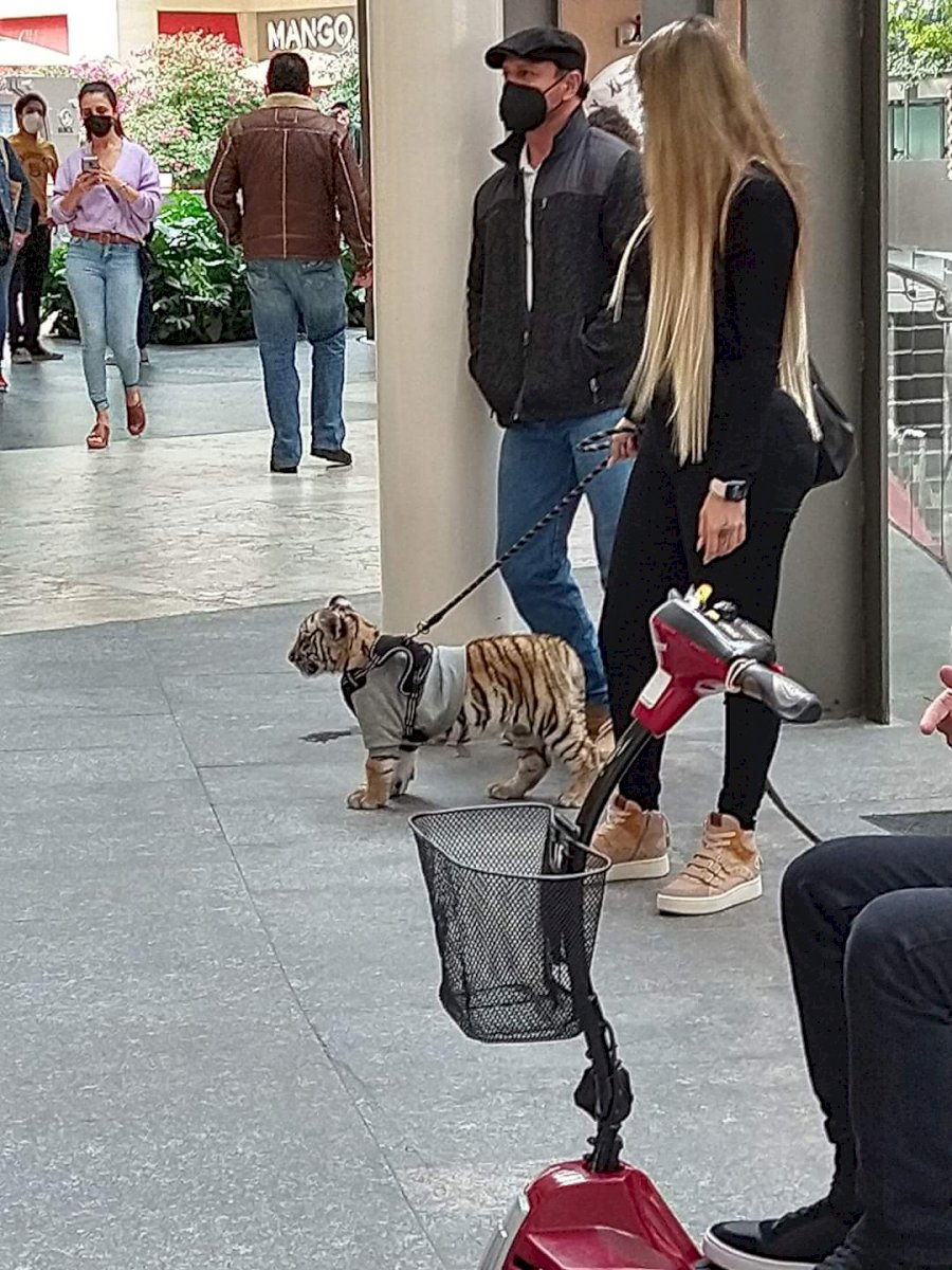 Tigre de Bengala