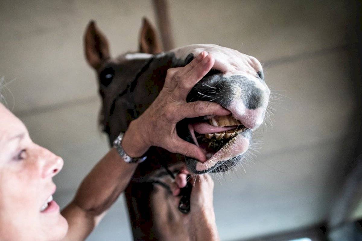 Caballos