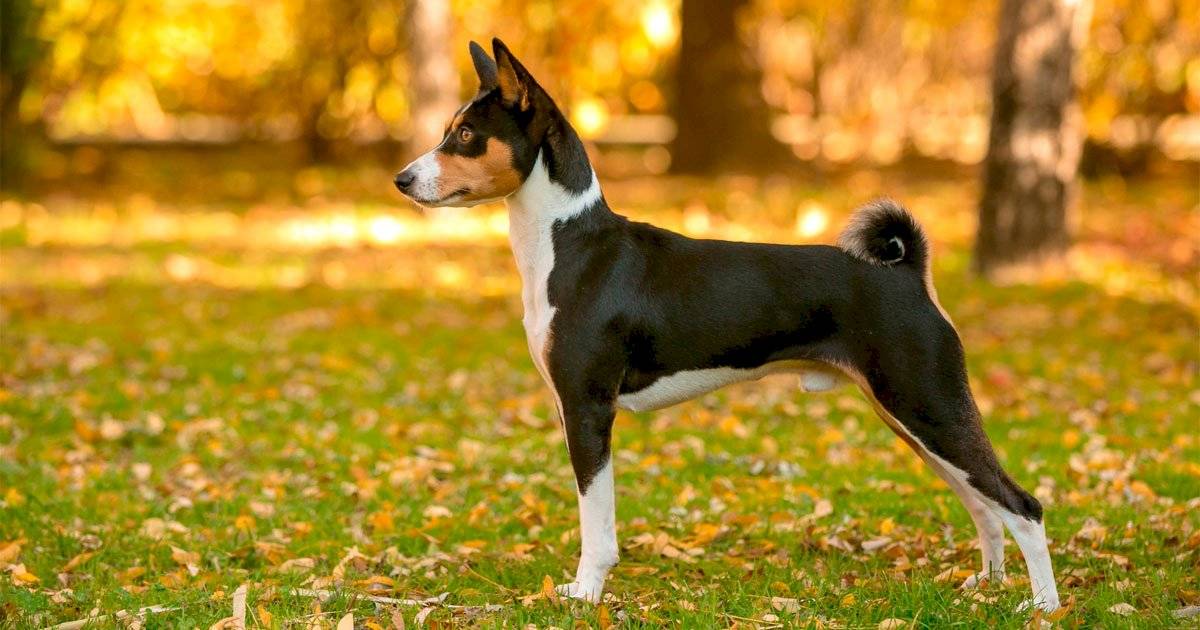 Cão Basenji