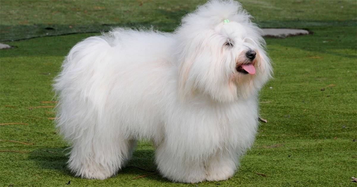 cão Coton de Tulear