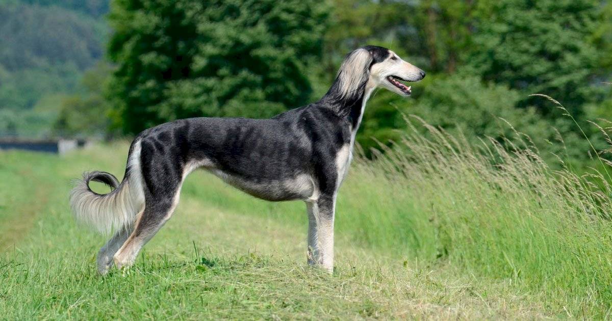 Cão Saluki